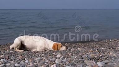 无家可归的<strong>饥饿</strong>的狗捕食鸽子，躺在大海的石岸上。 狂野不快乐的流浪狗。